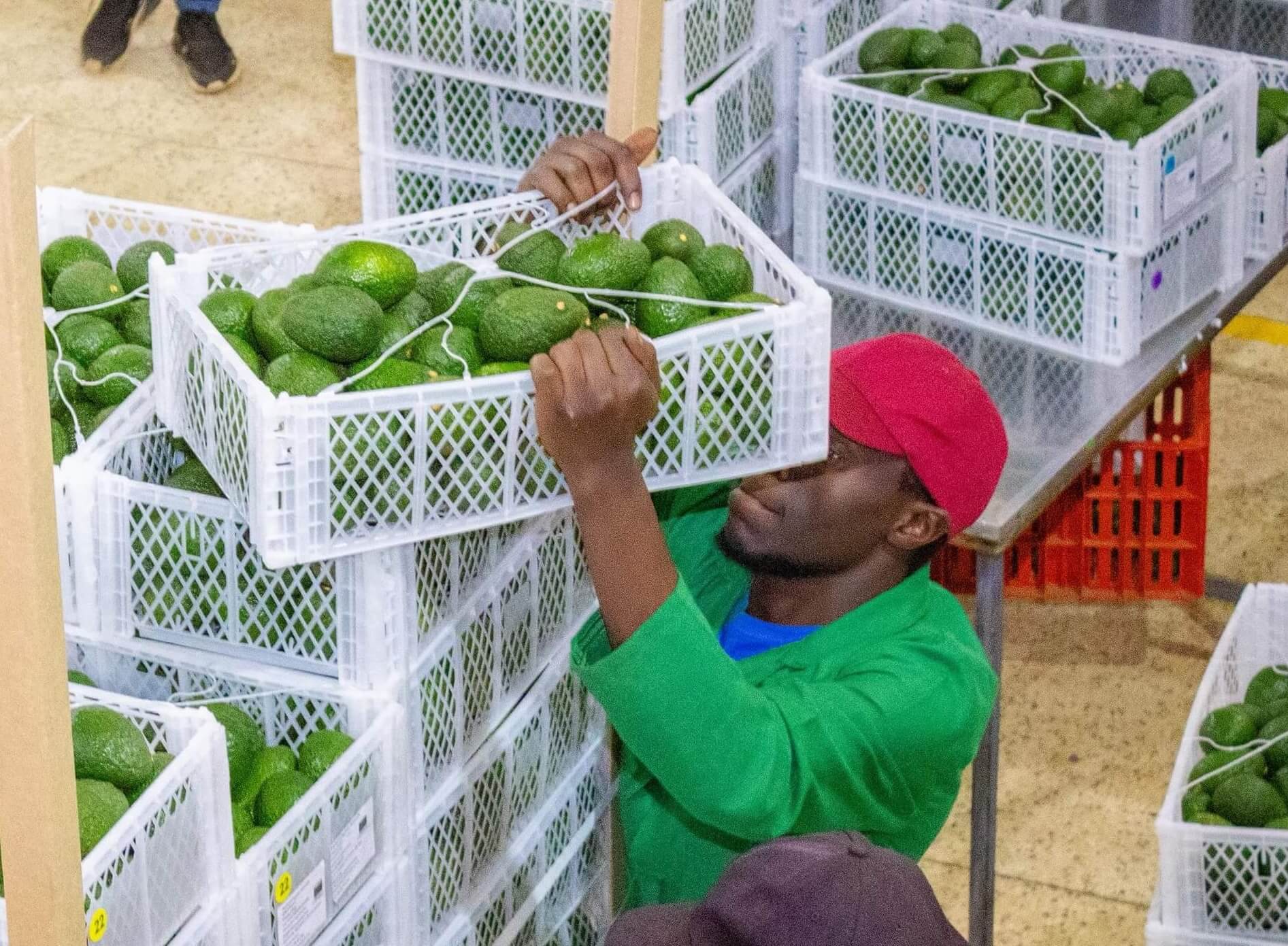 Detail international worker packaging avocados